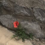 Zerrin Sümer Instagram – İnadına hayat ,inadına yaşamak inadına . Selam olsun tüm özgür ruhlulara .Günaydın 🙋‍♀️🌺
