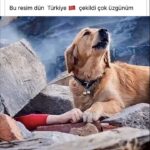 Zerrin Sümer Instagram - Köpekler öldürülmeli diyen aklı evvellere . Bu çocuğun elini tutabilir miydin ?