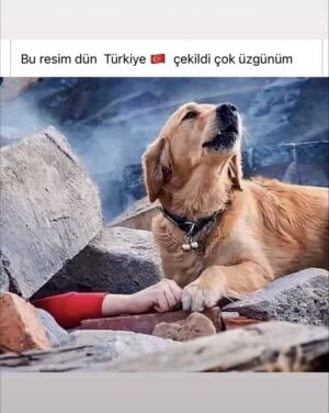 Zerrin Sümer Instagram - Köpekler öldürülmeli diyen aklı evvellere . Bu çocuğun elini tutabilir miydin ?