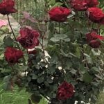 Zerrin Sümer Instagram – İYİ BAYRAMLAR …