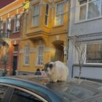 Zeynep Bostancı Instagram – %80 kedi içeriği