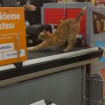 Zeynep Bostancı Instagram – %80 kedi içeriği