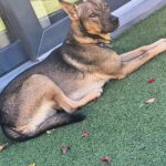 Aaron Crow Instagram - Before during and after. Good morning y'all #itsaaroncrow #runningb#mydog #catchingsunlight #sungazing