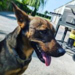 Aaron Crow Instagram - Before during and after. Good morning y'all #itsaaroncrow #runningb#mydog #catchingsunlight #sungazing