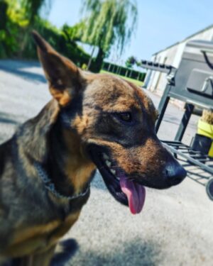 Aaron Crow Instagram - Before during and after.  Good morning y'all #itsaaroncrow #runningb#mydog #catchingsunlight #sungazing