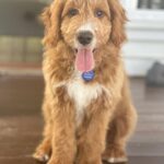 Abby Coleman Instagram – The boy who mended our broken hearts after losing our Yoshi Bear. Nothing compares to the cuddles and unconditional love I get when I come home from work! We ❤️ you so much Zeus #15weeksoldpuppy