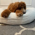 Abby Coleman Instagram - Poor hubby has been wanting a new couch for years and here is Zeus on to his third bed…. He just didn’t find one he liked until now! He loves it @sashbeds ❤️ It’s obvious who is the big dog of the house! #influencerdog #gifted #iloveyouhubbybutheissocute