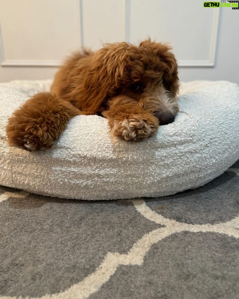 Abby Coleman Instagram - Poor hubby has been wanting a new couch for years and here is Zeus on to his third bed…. He just didn’t find one he liked until now! He loves it @sashbeds ❤️ It’s obvious who is the big dog of the house! #influencerdog #gifted #iloveyouhubbybutheissocute
