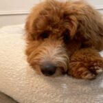 Abby Coleman Instagram - Poor hubby has been wanting a new couch for years and here is Zeus on to his third bed…. He just didn’t find one he liked until now! He loves it @sashbeds ❤️ It’s obvious who is the big dog of the house! #influencerdog #gifted #iloveyouhubbybutheissocute