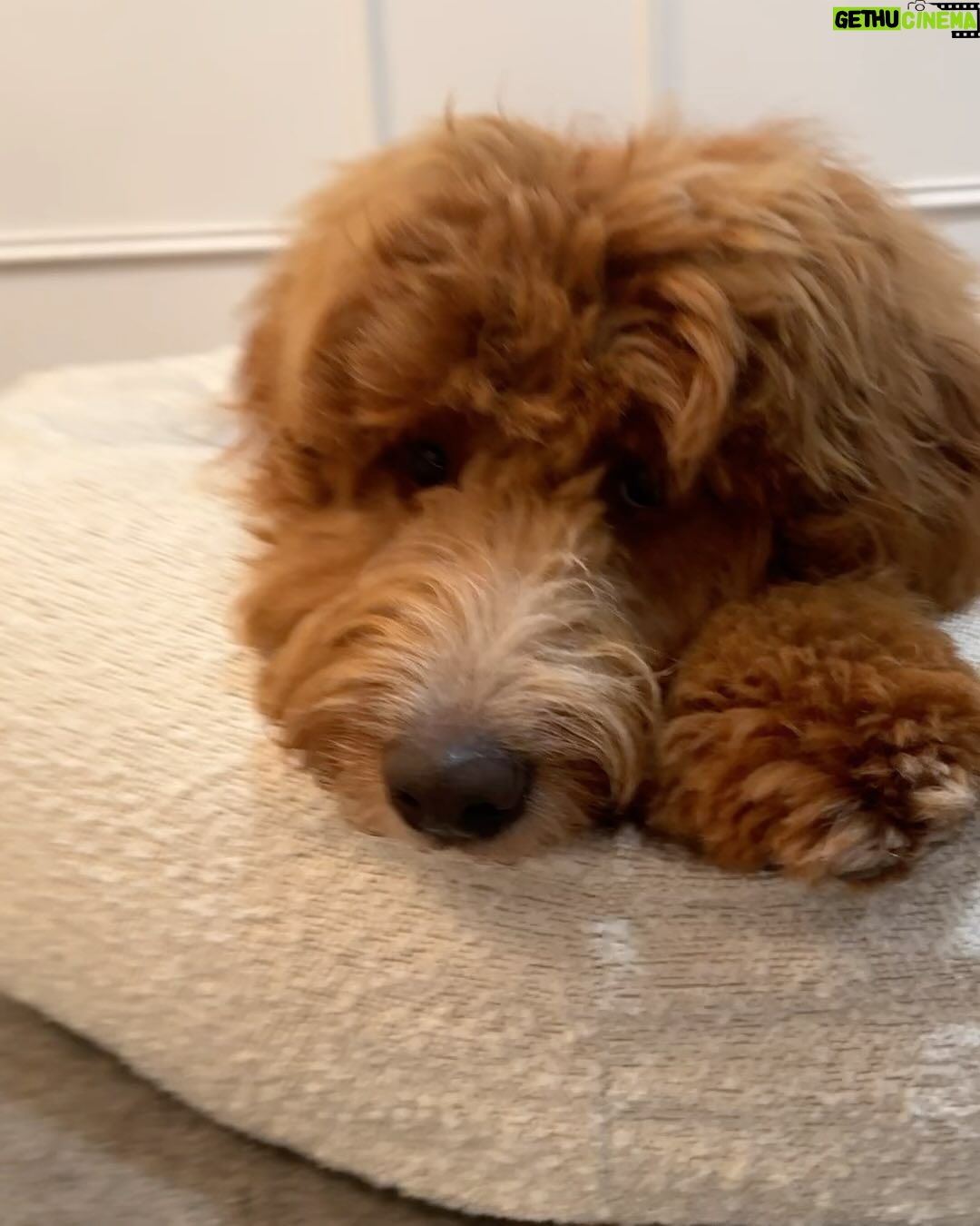 Abby Coleman Instagram - Poor hubby has been wanting a new couch for years and here is Zeus on to his third bed…. He just didn’t find one he liked until now! He loves it @sashbeds ❤️ It’s obvious who is the big dog of the house! #influencerdog #gifted #iloveyouhubbybutheissocute