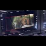 Abhishek Bachchan Instagram - As #Ghoomer streams on @zee5, sharing a sneak peek BTS that captures the dedication poured into the film, making us all real-life Aninas. To the entire cast and crew, sincere appreciation for your spirit and passion since day one, resulting in a successful outcome. 🙏🏽 For those who couldn't catch it in cinemas, would love to know your thoughts after watching. 🤗 #GhoomerOnZEE5 #RBalki @saiyami @azmishabana18 @angadbedi @vishalsinhadop @itsamittrivedi @amitabhbachchan @raahool19 @kausarmunir @swanandkirkire #RakeshJhunjhunwala #AnilNaidu #GauriShinde @hopeprodn #SaraswatiEntertainment @zee5global