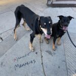 Adam Levine Instagram – Sup dogs