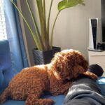 Adrian Groulx Instagram – my majestic dog i can’t live without him