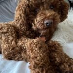 Adrian Groulx Instagram – my majestic dog i can’t live without him
