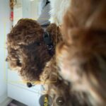 Adrian Groulx Instagram – my majestic dog i can’t live without him