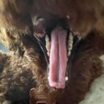 Adrian Groulx Instagram – my majestic dog i can’t live without him