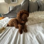 Adrian Groulx Instagram - my majestic dog i can’t live without him