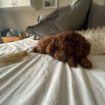 Adrian Groulx Instagram - my majestic dog i can’t live without him