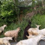 Afra Saraçoğlu Instagram – Today… 🌿 🐐 🤍