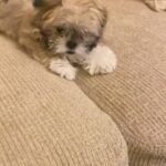 Ahmad Helmy Instagram - الكلاب بقي خلقها ضيق جدا 🥲