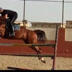 Ahmed El Sakka Instagram – 🐎🐎🐎