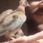Ahmed Mekky Instagram – جمعه مباركه 🙏🙏🙏❤

#ahmedmekky #dove #dovesofinstagram #birdsofinstagram #birds #unconditionallove #positivevibes #positivity 
#احمدمكي #يمام #حب_غير_مشروط #جمعه_مباركه #طاقة_إيجابية