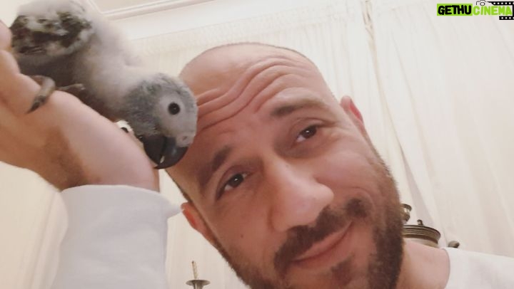 Ahmed Mekky - 176.1K Likes - إبني الجديد ( زينهم ) بيمسي على الناس الحلوه 😘
#ahmedmekky #elkebeer #parrots #greyafricanparrot #bestfriend #bond #positivity #positivevibes #smile #birdsofinstagram #birds #freedom #free #pets #godislove
#god
#احمدمكي #بغبغاءكاسكو #ببغاء_افريقي #هوايه #محبه #الله #خلق_الله #سبحان_الله