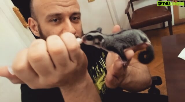 Ahmed Mekky - 131.6K Likes - صباح الحب والرزق .... #ahmedmekky #elkebeer #sugarglider #pets #animals #bestfriend #nature #egypt #handfeeding #motherhood #positivevibes #positivity #smile #goodmorning