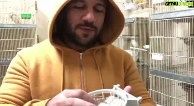 Ahmed Mekky - 169.9K Likes - صباح التفاٶل ... اول انتاج الکناری السنه دی ... ربنا یبارک
#AhmedMekky #elkebeer #canary #الکناری # #nest #الکناری_الکویت_البحرین_القطر #الکنار #birdsofinstagram #birds #singingbirds #pets #hobbies #peace #smile #goodmorning
