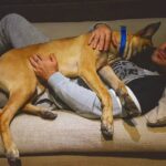 Ahmed Mekky Instagram - صباح الفل #AhmedMekky #elkebeer #dogsofinstagram #dogs #manbestfriend #bond #love #peace #pets #relax #joy #happiness #deepsleep