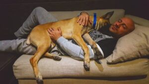 Ahmed Mekky Instagram - صباح الفل 
#AhmedMekky #elkebeer #dogsofinstagram #dogs #manbestfriend #bond #love #peace #pets #relax #joy #happiness #deepsleep