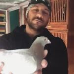 Ahmed Mekky Instagram - اول یوم ( لقو ) تزاوج ... والحب من اول نظره العریس ( سبع البرومبه ) و العروسه ( کاب کیک ) من جوه ( اللوفت ) غیتی ... ربنا یبارک #AhmedMekky #elkebeer #pigeon #birdsofinstagram #birds #racingpigeons #pets #hobbies #love #mating #loft #morning