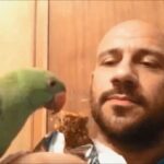 Ahmed Mekky Instagram - بسم الله یا جماعه ... :) #AhmedMekky #elkebeer #pets #handfeeding #handfeedingbirds #birdsofinstagram #birds #indianringneck #peace #bond #friends #parrots