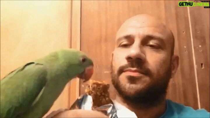 Ahmed Mekky - 166.1K Likes - بسم الله یا جماعه ... :) #AhmedMekky #elkebeer #pets #handfeeding #handfeedingbirds #birdsofinstagram #birds #indianringneck #peace #bond #friends #parrots
