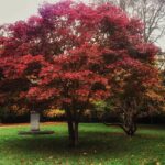 Ahmet Kürşat Öçalan Instagram – #fall in #karlovyvary