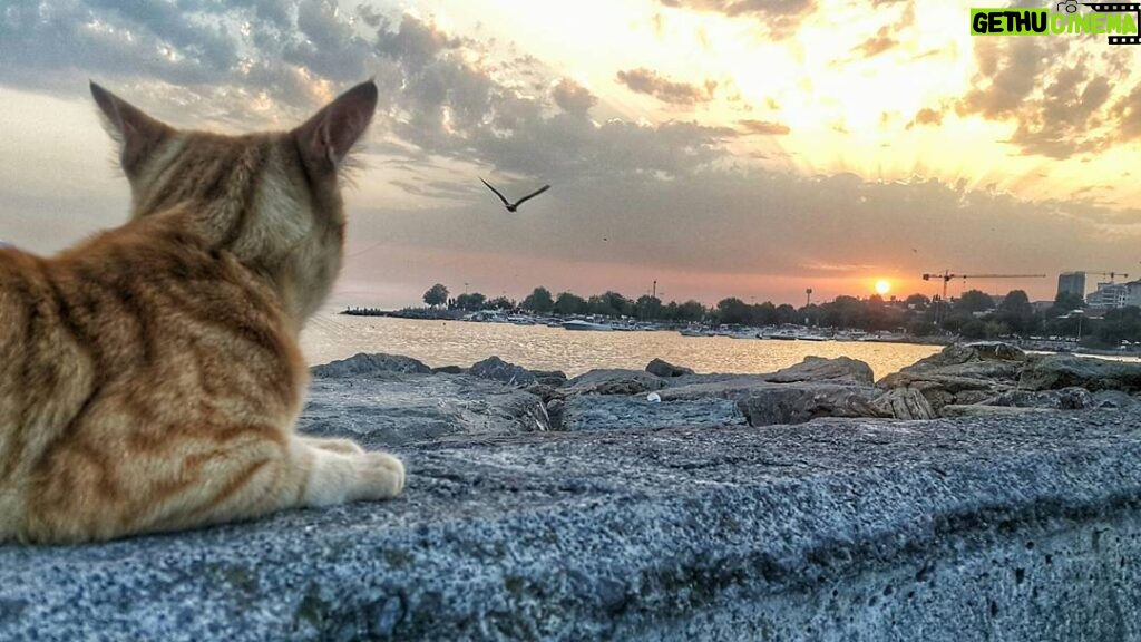 Ahmet Kürşat Öçalan Instagram - A #cool #cat in #istanbul #cityofcats