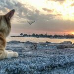 Ahmet Kürşat Öçalan Instagram – A #cool #cat in #istanbul #cityofcats