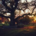 Ahmet Kürşat Öçalan Instagram – 600 yillik #ağaç 
600 years-old #tree in #istanbul