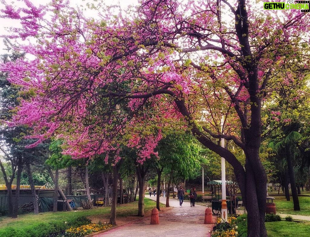 Ahmet Kürşat Öçalan Instagram - #bahar #fenerbahçe parki #spring in #istanbul