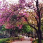 Ahmet Kürşat Öçalan Instagram – #bahar #fenerbahçe parki #spring in #istanbul