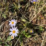 Ahn Cheol-soo Instagram - 장인 어르신께 인사드리러 여수에 다녀왔습니다. 겨울에 접어드는 때인데도 산소 주변에 들꽃들이 아름답게 피어 있었습니다. #여수 #처가 #장인 #성묘