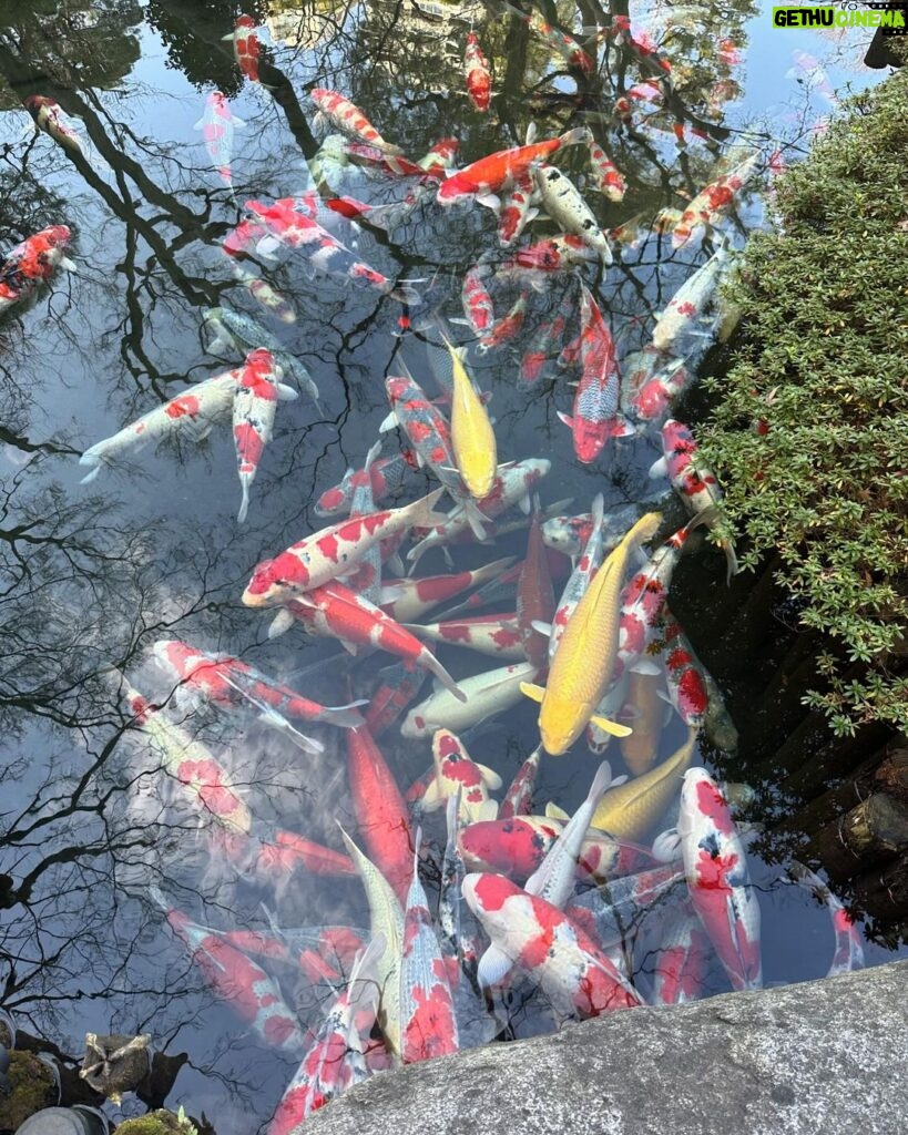 Ahn Cheol-soo Instagram - 재일본대한민국민단의 신년회를 한 핫포엔 정원에는 무척 큰 비단잉어들이 많았습니다. 황금색 비단잉어들도 참 아름다왔습니다. #일본 #도쿄 #핫포엔 #정원 #비단잉어 八芳園
