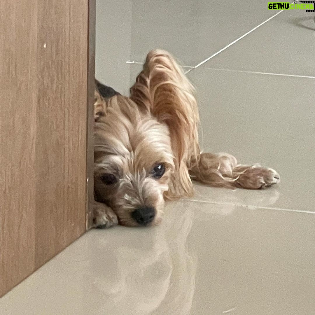 Ahn Sol-bin Instagram - 버디는 어떤 생각을 하고 있을까😮 나는 지금 너를 생각 하고 있어🤍