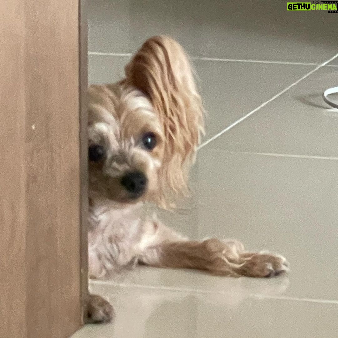 Ahn Sol-bin Instagram - 버디는 어떤 생각을 하고 있을까😮 나는 지금 너를 생각 하고 있어🤍