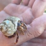 Ajay Friese Instagram – in 8th grade I was OBSESSED with hermit crabs #truestory 🐚🦀