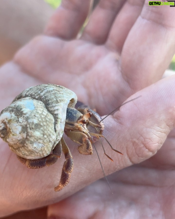 Ajay Friese Instagram - in 8th grade I was OBSESSED with hermit crabs #truestory 🐚🦀