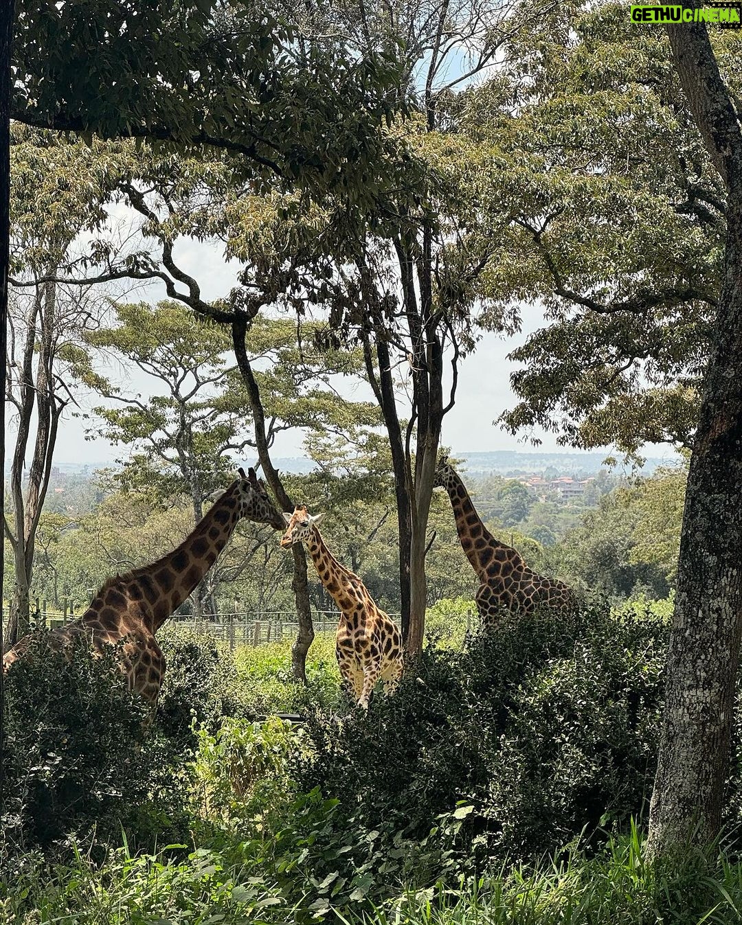 Akshita Bopaiah Instagram - Feeding giraffe was my first experience and staying close to it 🦒…#kenya vibe 🙌 Kenya, Africa