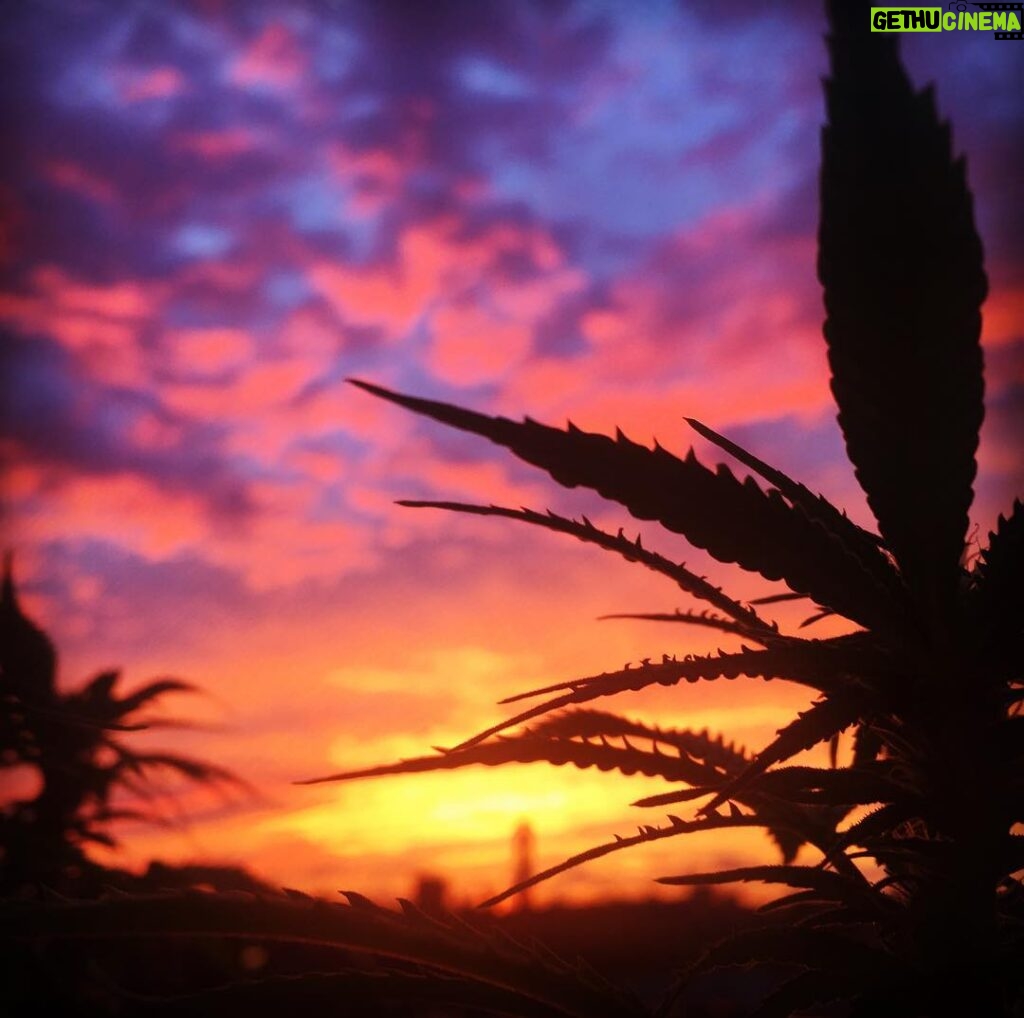 Alec Secăreanu Instagram - #palmtrees #sunset Amsterdam, Netherlands