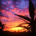 Alec Secăreanu Instagram – #palmtrees #sunset Amsterdam, Netherlands