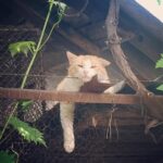 Alec Secăreanu Instagram - #lazysundayafternoon Prahova County